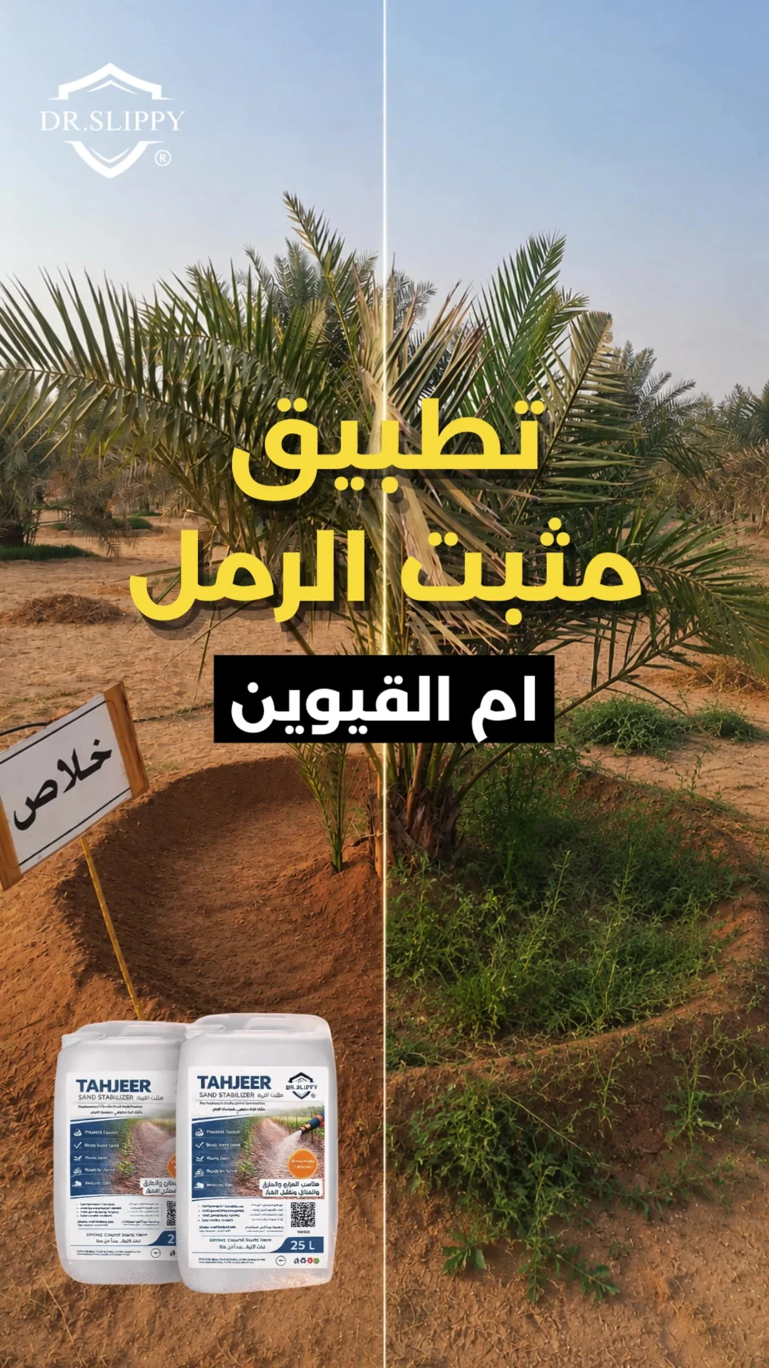 نخلة في موقع العمل مع ظهور محيط التربة