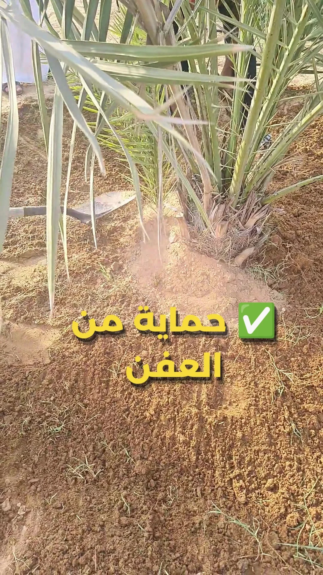 تجهيز التربة حول قاعدة النخلة
