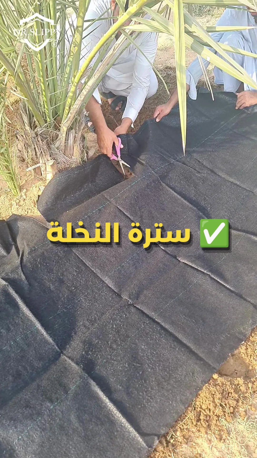 فرش السترة حول قاعدة النخلة