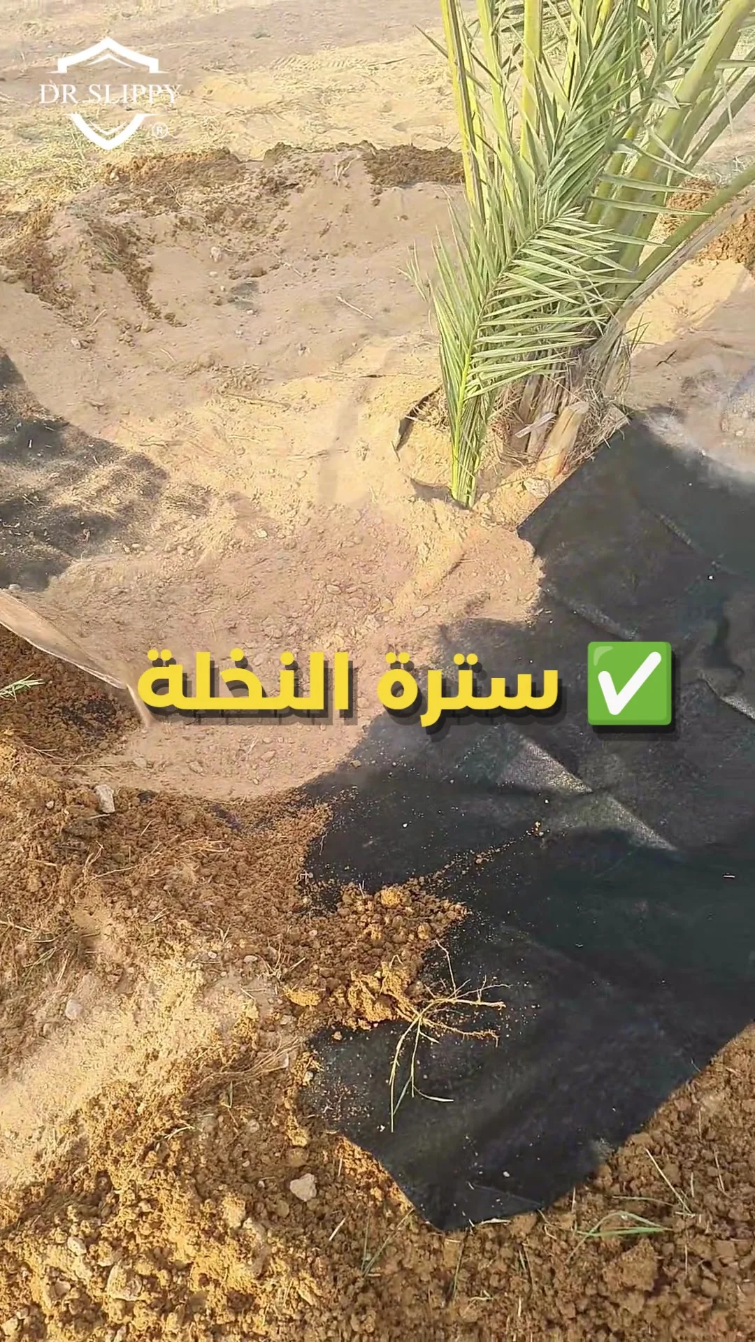ردم التربة فوق السترة حول النخلة